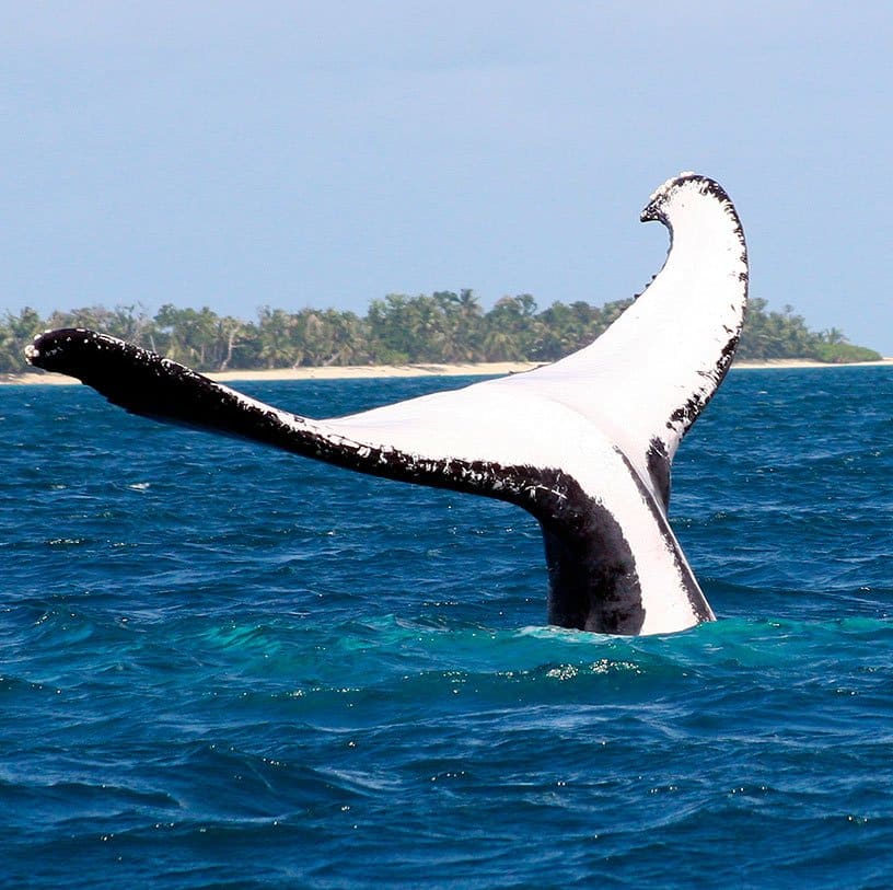 ARTICLE-A la rencontre des baleines à Madagascar