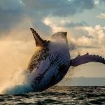 Madagascar - Saut baleine océan 2