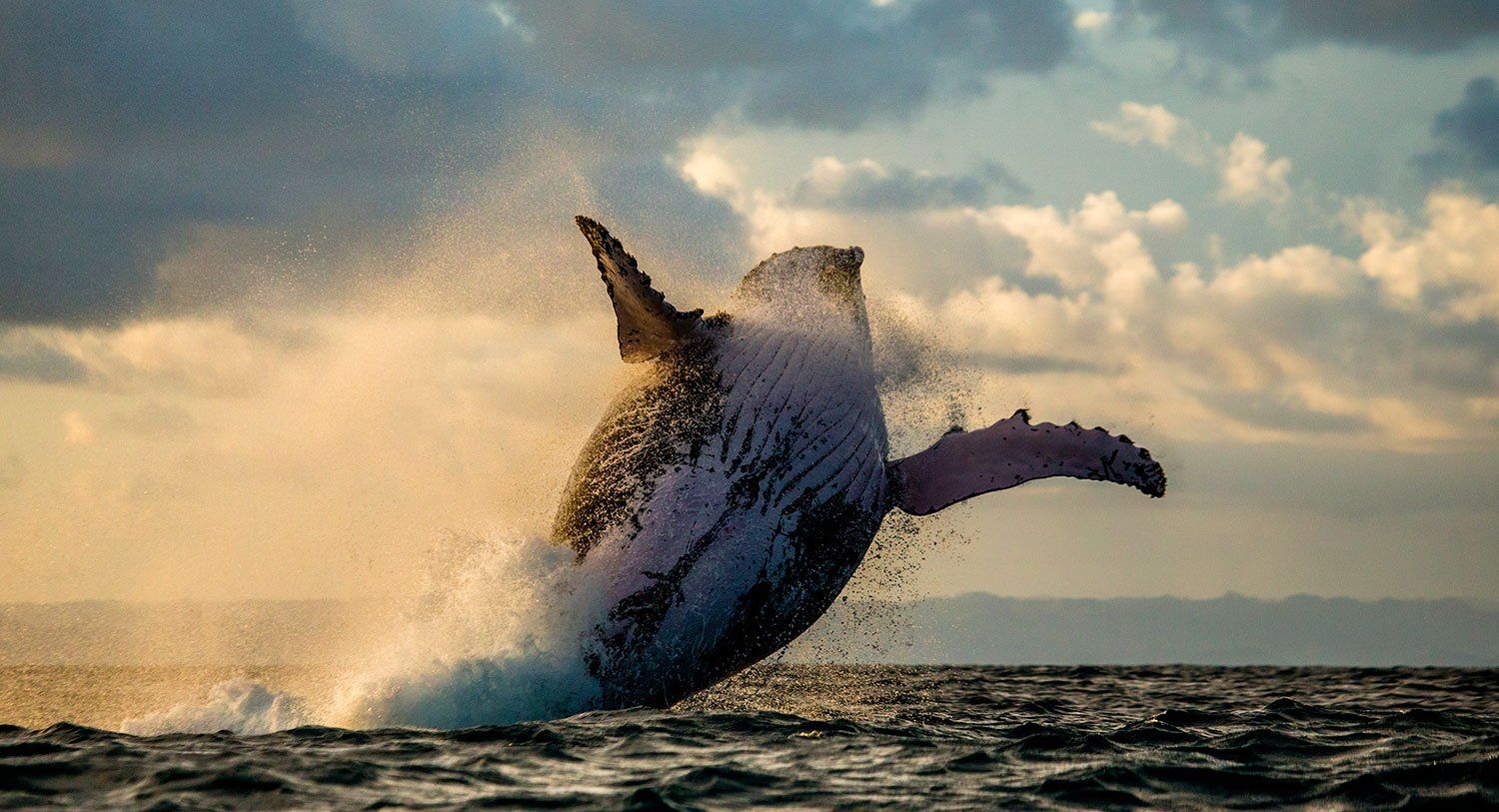 Madagascar - Saut baleine océan 2