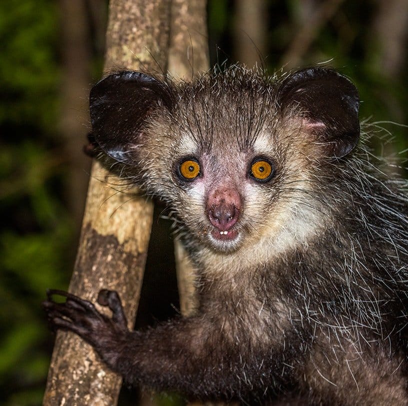 OFFRES-Comores - Madagascar