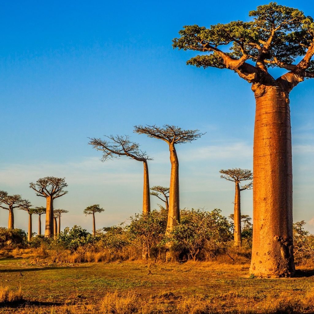 ACCUEIL-4000 arbres plantés dans la montagne des Français à Antsiranana