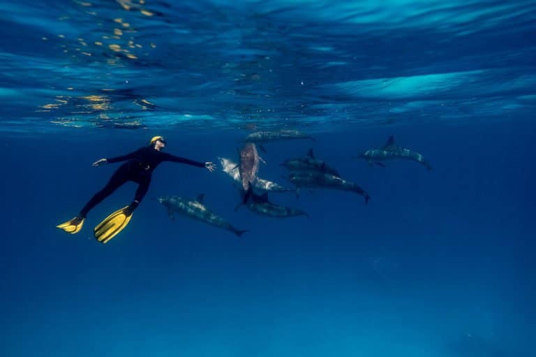 ACCEUIL-Salon de la plongée 2016 : immersion à l'Île de la Réunion !