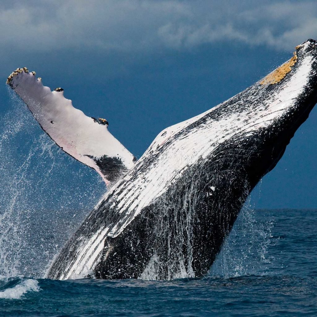 ACCUEIL-Le festival des baleines 2015 à Madagascar