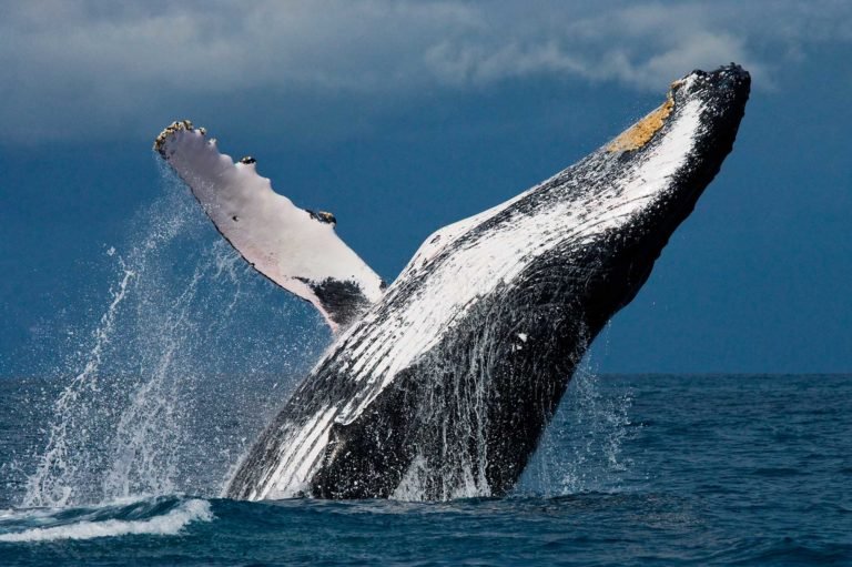 ACCUEIL-Le festival des baleines 2015 à Madagascar