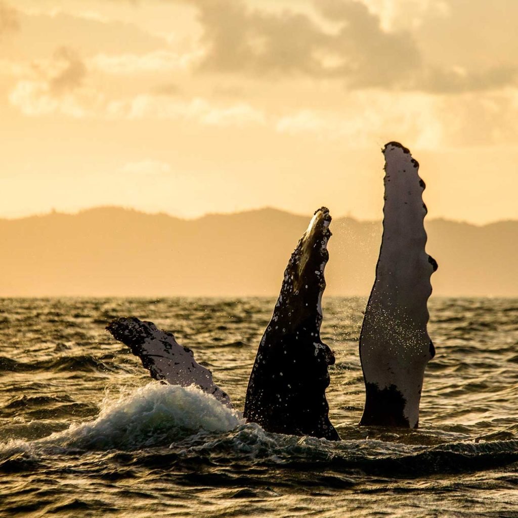 ACCUEIL-À la rencontre des baleines à Madagascar