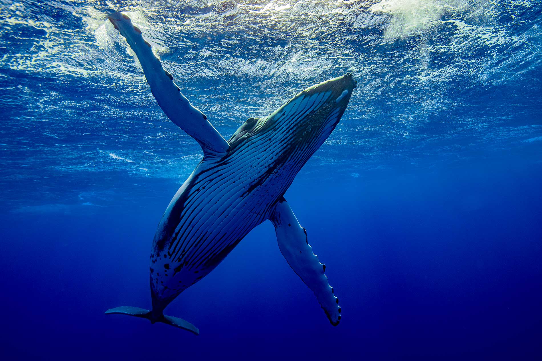 ACCUEIL-À la rencontre des baleines à Madagascar