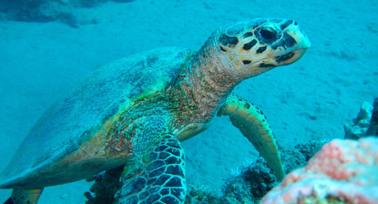 ARTICLE-Plongée sous-marine : c'est la fête des mers