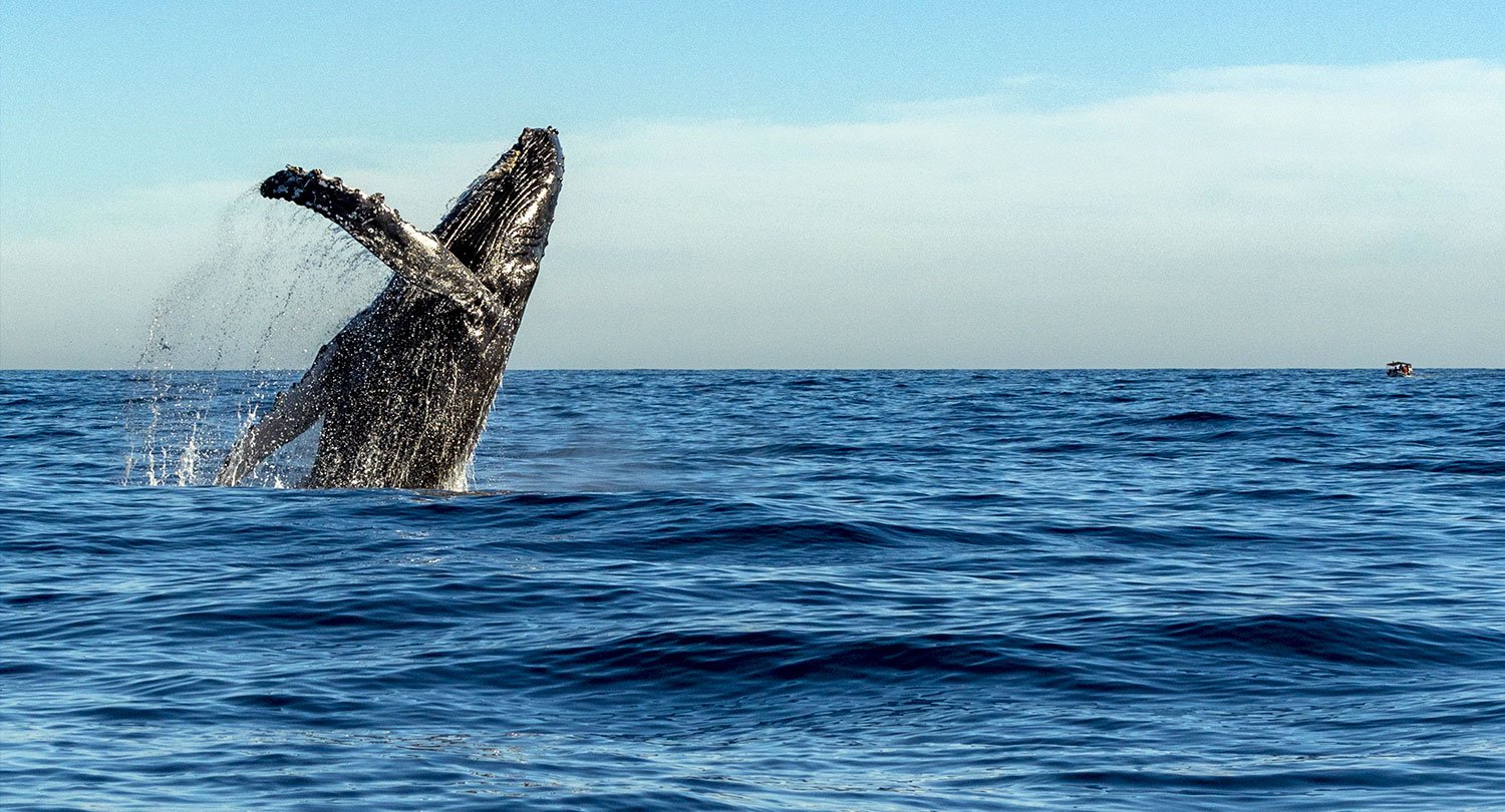 ARTICLE-À la rencontre des baleines à Madagascar