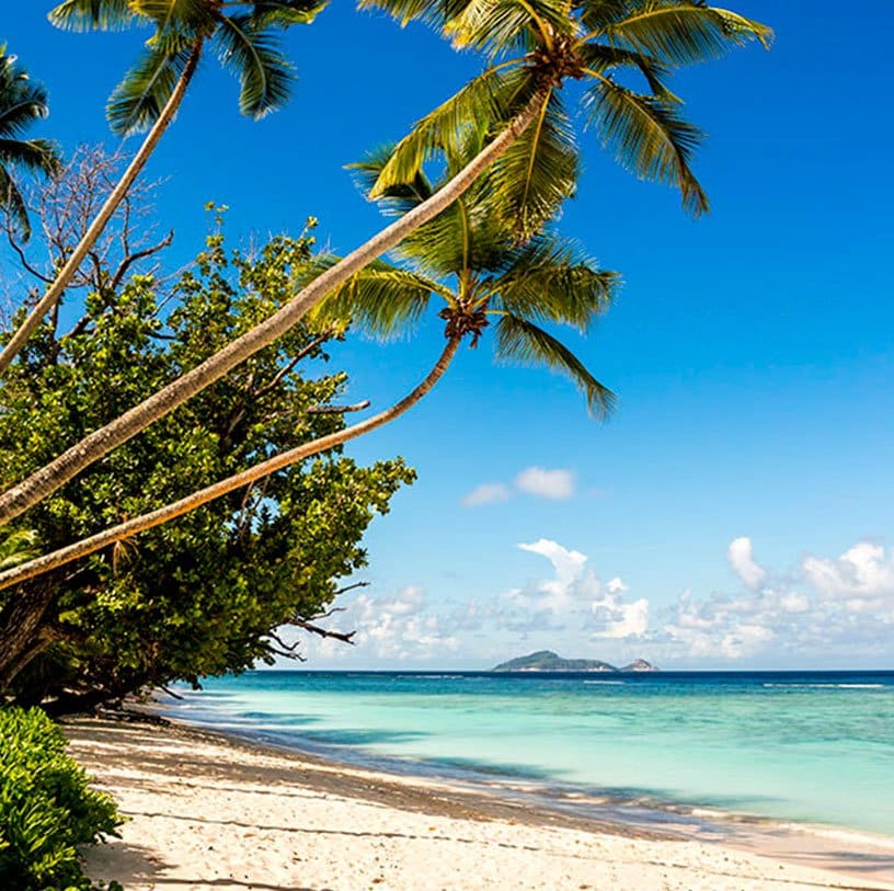 ARTICLE-Les bons résultats des Îles Vanille en 2015 ARTICLE-Les bons résultats des Îles Vanille en 2015