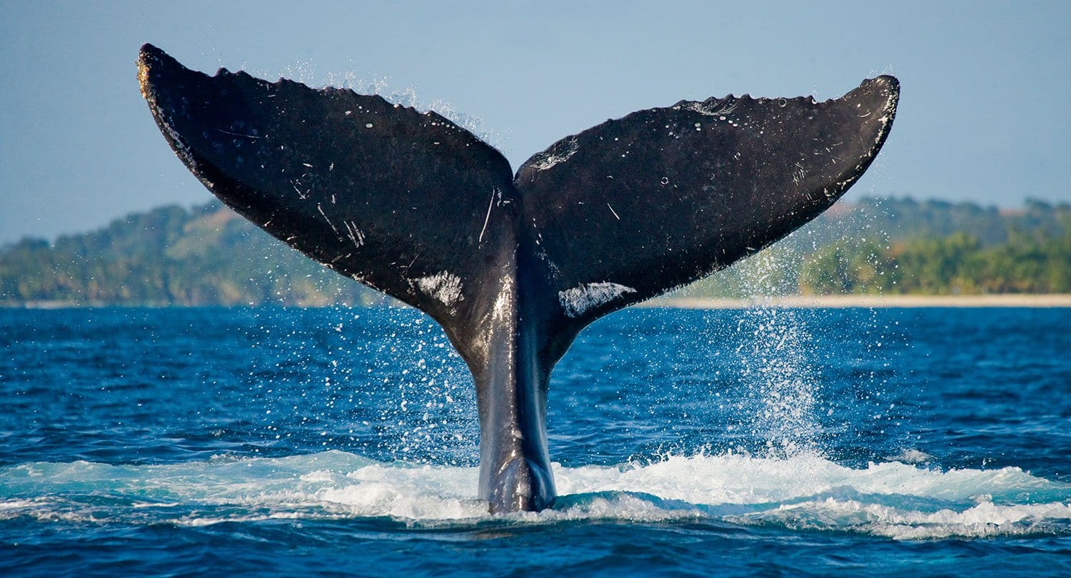 ARTICLE-Le festival des baleines 2015 à Madagascar