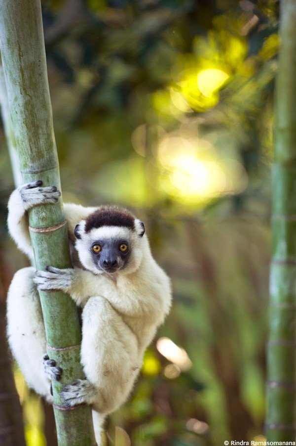 Madagascar - lémurien sur bambou