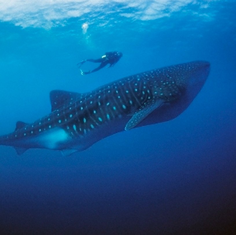 ARTICLE-Whale-watching in Madagascar
