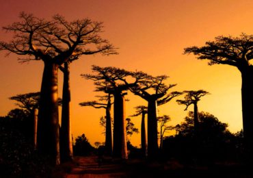 PAGE-MADAGASCAR