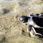 Mayotte - Bébé tortue