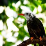 Mayotte - Oiseau local