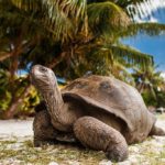 Les Seychelles - Tortue locale plage