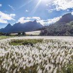 Île Maurice - Champ blanc montagne