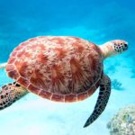 Mayotte - Tortue gros plan