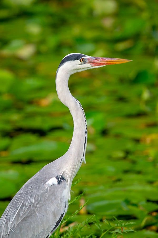 Seychelles bird