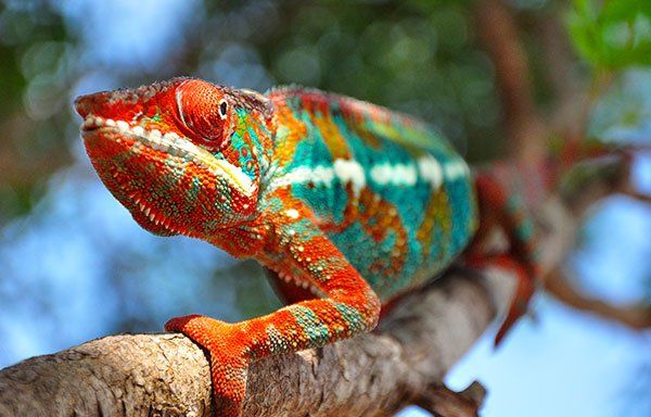 cameleon-ocean-indien cameleon-ocean-indien