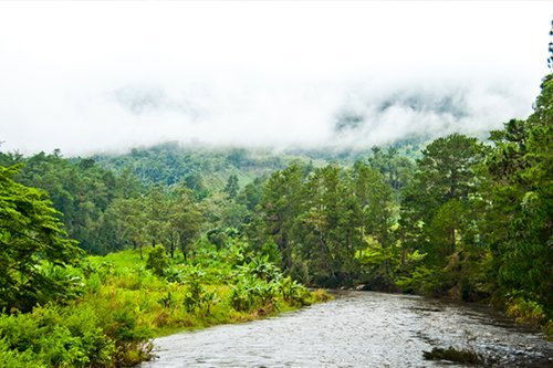 foret rivière ecotourisme