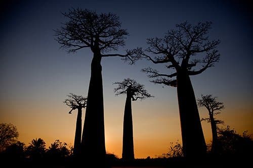 i-v-ecotourisme-madagascar-baobab