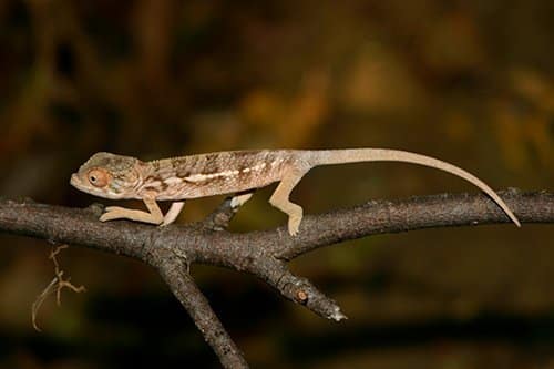 i-v-ecotourisme-madagascar-cameleon i-v-ecotourisme-madagascar-cameleon