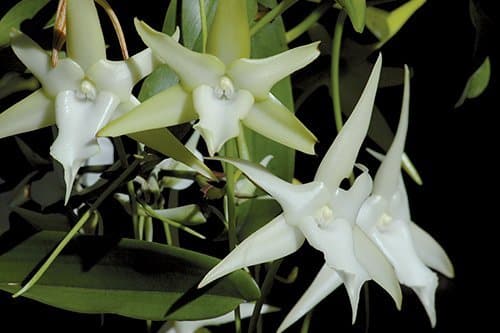 i-v-ecotourisme-madagascar-orchidee