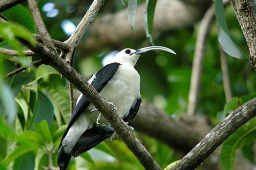 i-v-ecotourisme-Sickle-billed-vanga-ankarafantsika_national_park