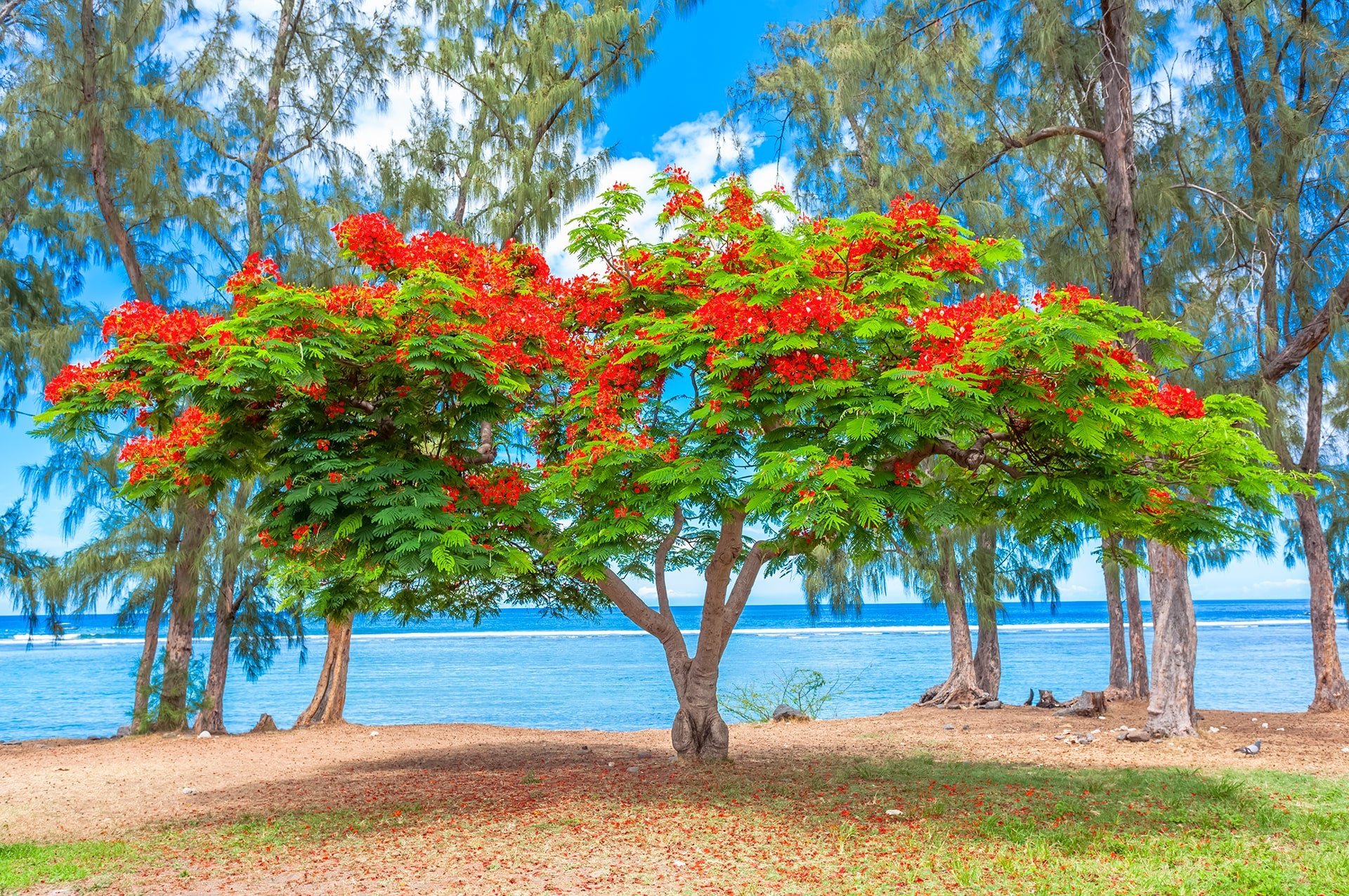 Iles Vanille – Voyage à La Réunion, ile française d'Outre-Mer